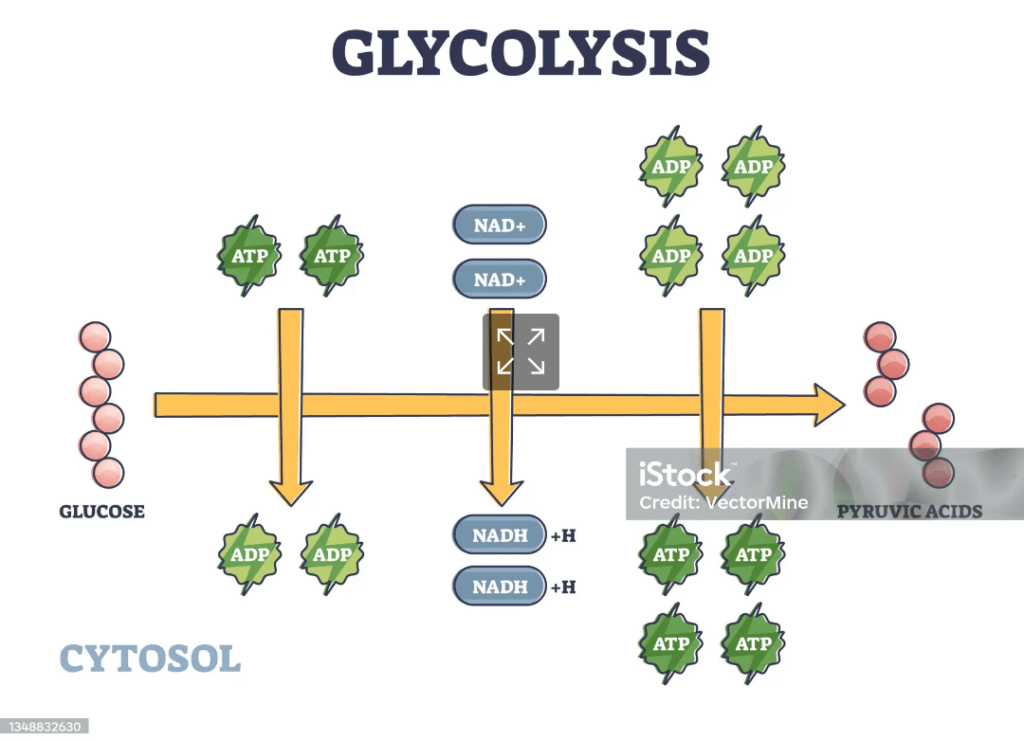 Glycolysis