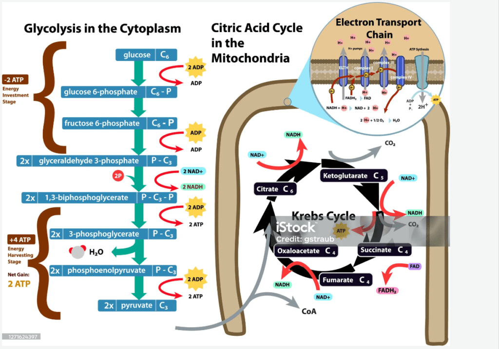 Glycolysis in cytoplasm