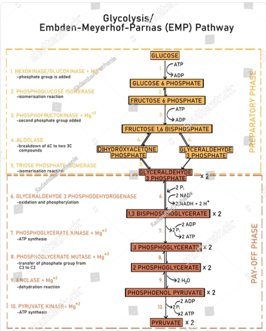 Glycolysis steps