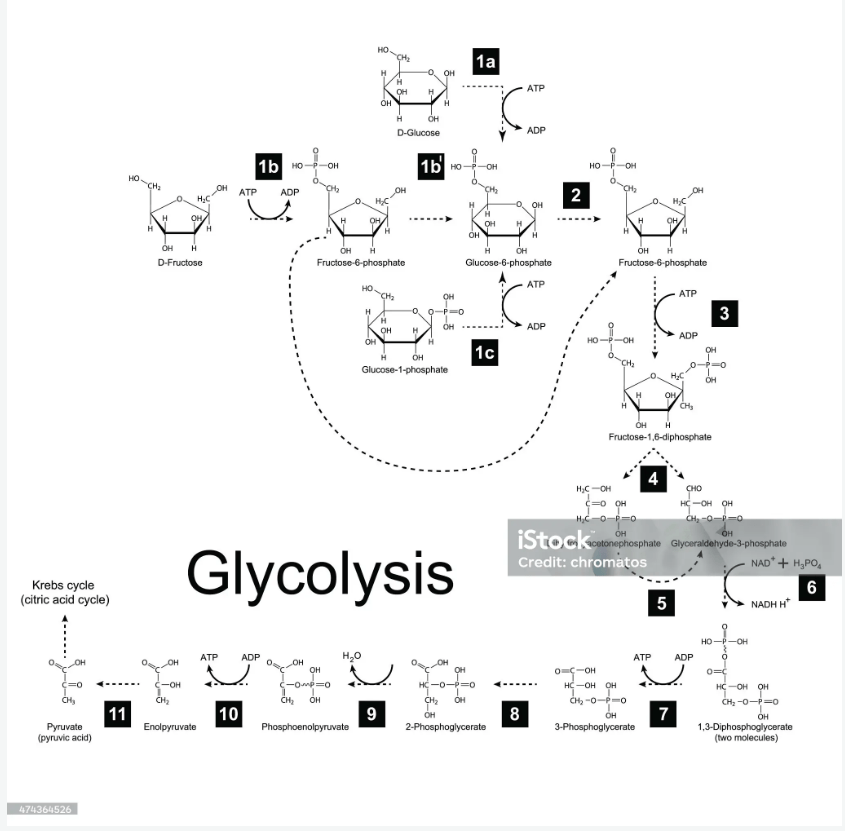 Glycolysis reactions