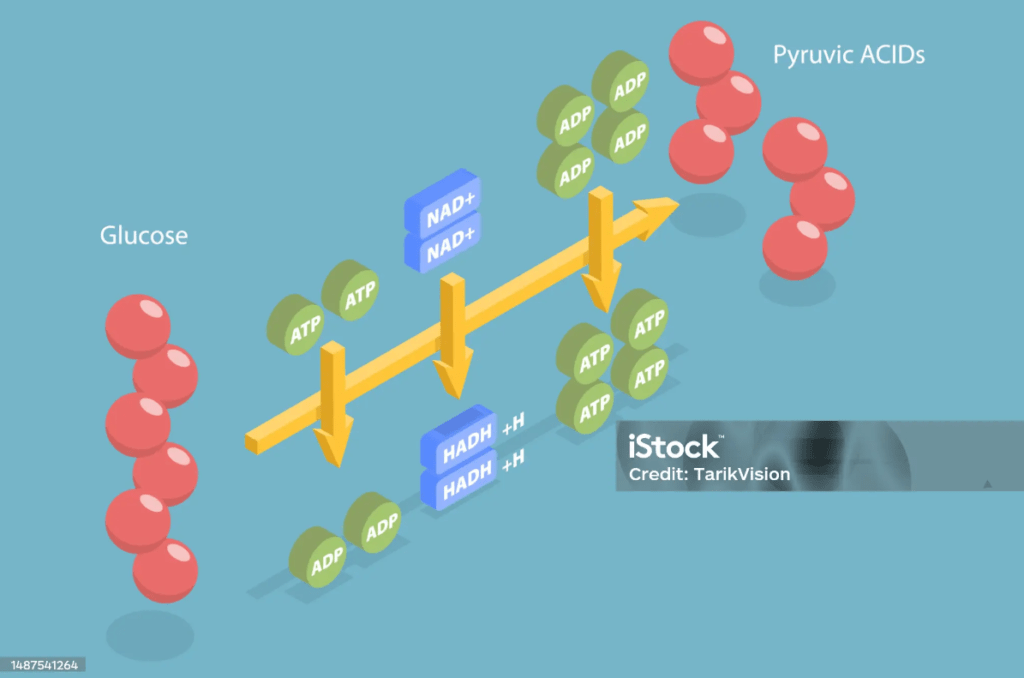 Glycolysis - picture