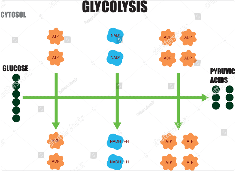 Regulation of glycolysis