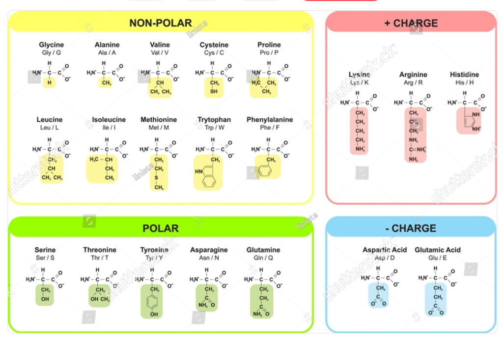 Classification of amino acid based on side chain properties