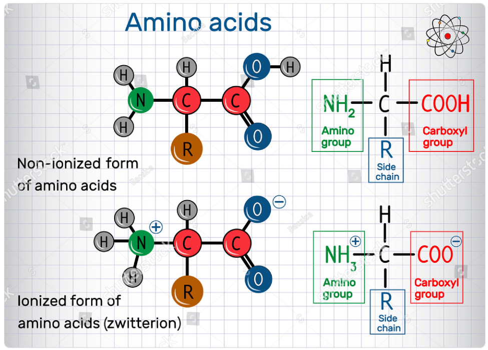 amino acid structure