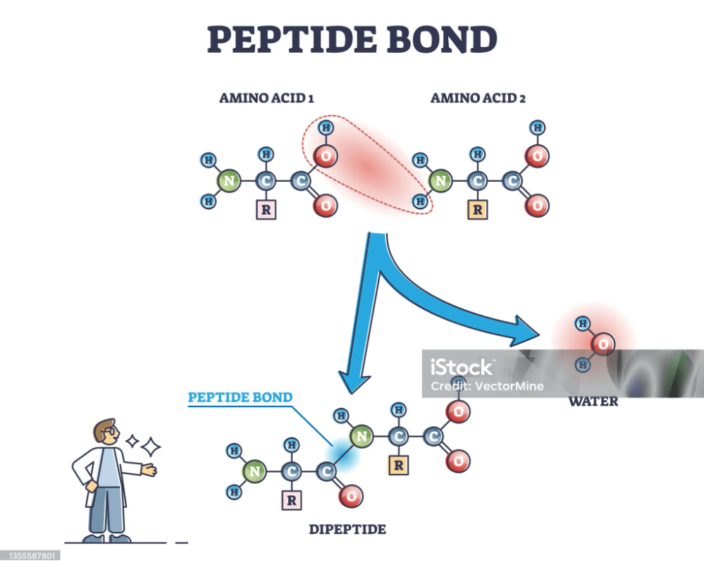 Peptide bond formation