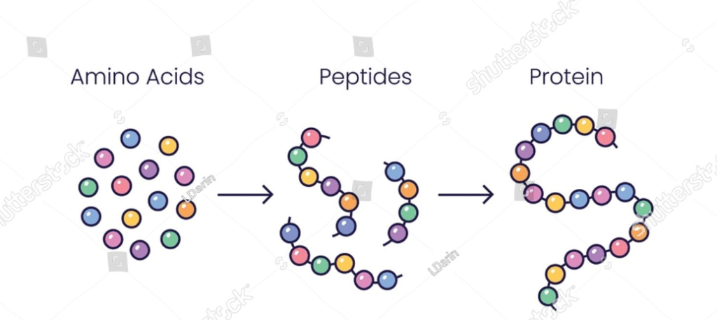 Peptide chains