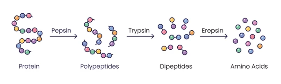 Protein digestion