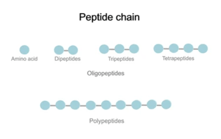 Types of peptide chains