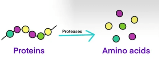 Action of Proteases