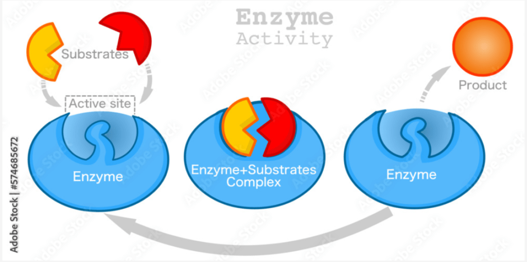 Enzyme substrate complex