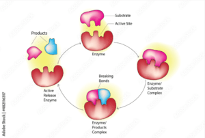 Enzyme-substrate-product