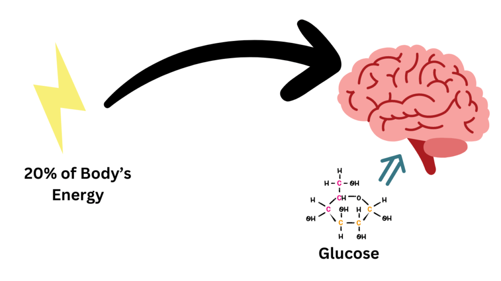 Brain use glucose as energy